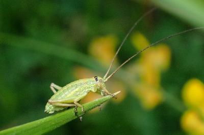 <i>Ephippiger diurnus</i>