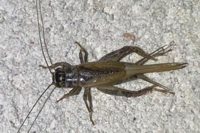<i>Eumodicogryllus bordigalensis</i>