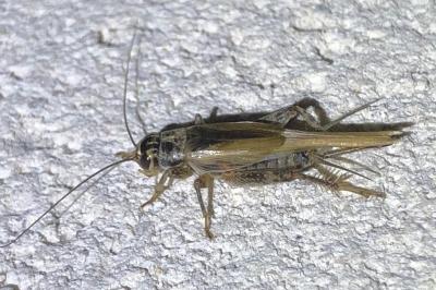 <i>Eumodicogryllus bordigalensis</i>
