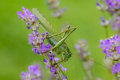 <i>Tettigonia viridissima</i>