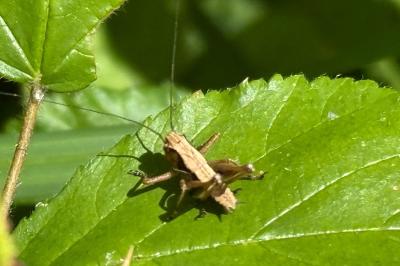 <i>Pholidoptera griseoaptera</i>