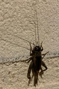 <i>Eumodicogryllus bordigalensis</i>