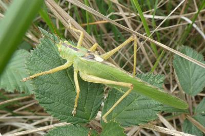 <i>Tettigonia viridissima</i>