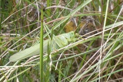 <i>Tettigonia viridissima</i>