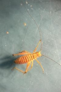 <i>Leptophyes punctatissima</i>