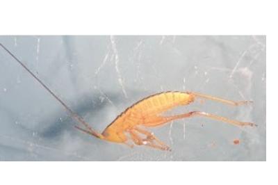 <i>Conocephalus</i>