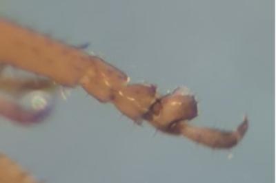 <i>Conocephalus</i>