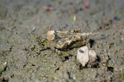 <i>Paratettix meridionalis</i>