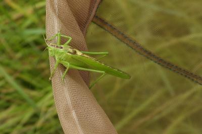 Tettigonia viridissima