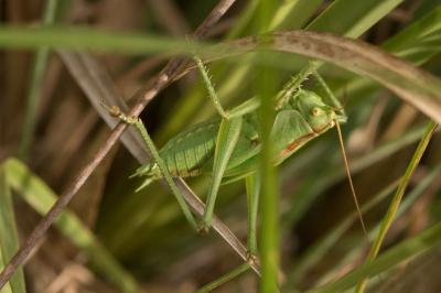 <i>Tettigonia viridissima</i>