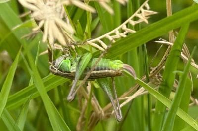 <i>Roeseliana roeselii</i>