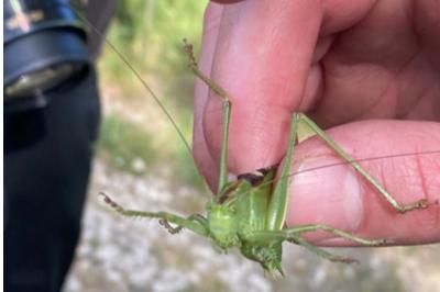 <i>Tettigonia viridissima</i>