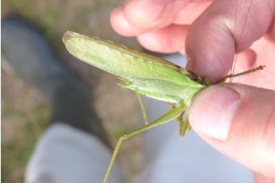 <i>Tettigonia viridissima</i>