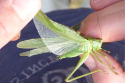 <i>Tettigonia viridissima</i>