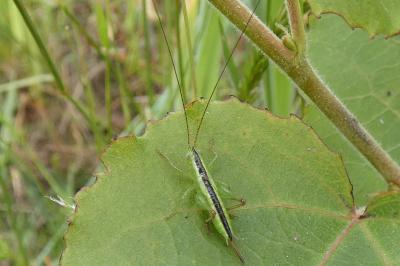 <i>Conocephalus fuscus</i>