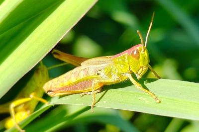 Pseudochorthippus parallelus