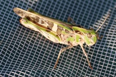 <i>Oedaleus decorus</i>