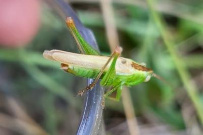 <i>Conocephalus fuscus</i>