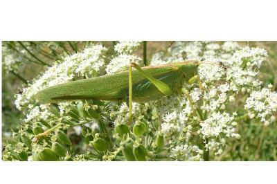 <i>Tettigonia viridissima</i>