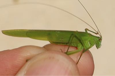 <i>Phaneroptera falcata</i>