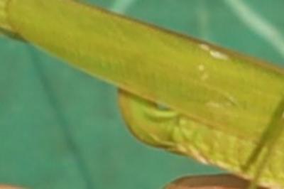 <i>Phaneroptera falcata</i>