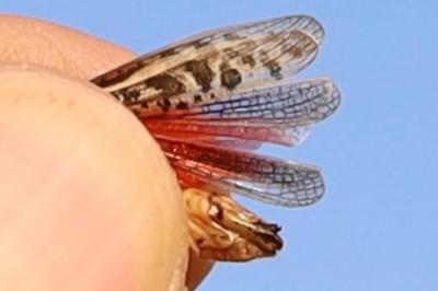 <i>Calliptamus italicus</i>