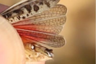 <i>Calliptamus italicus</i>