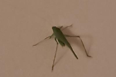 <i>Phaneroptera</i>