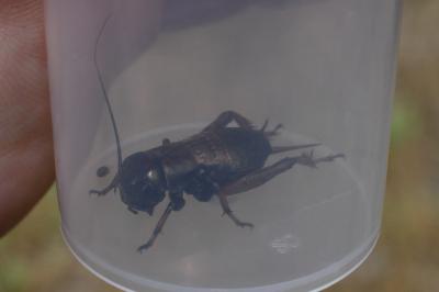 <i>Gryllus campestris</i>