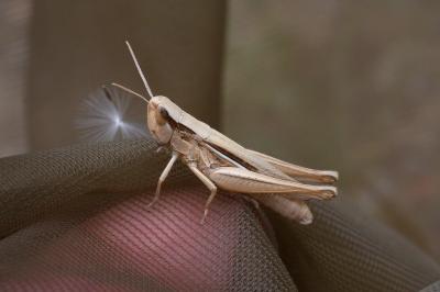 <i>Euchorthippus elegantulus</i>