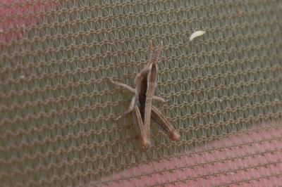 <i>Euchorthippus</i>
