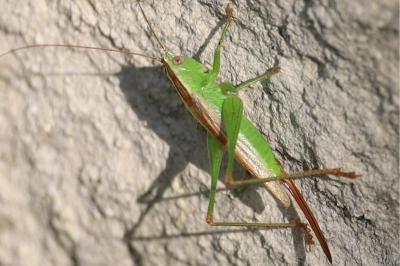 <i>Conocephalus fuscus</i>
