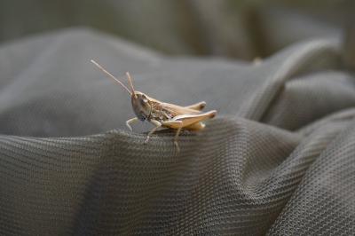 <i>Euchorthippus elegantulus</i>