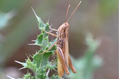 <i>Euchorthippus elegantulus</i>