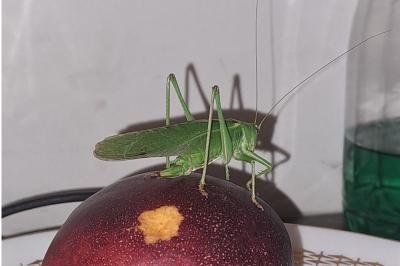 <i>Tettigonia viridissima</i>