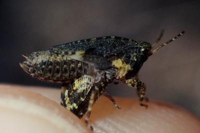 <i>Tetrix undulata</i>