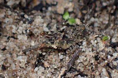 <i>Paratettix meridionalis</i>