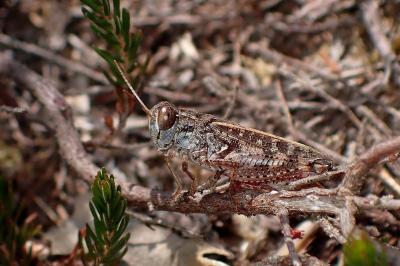 <i>Calliptamus barbarus</i>