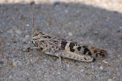 <i>Oedaleus decorus</i>