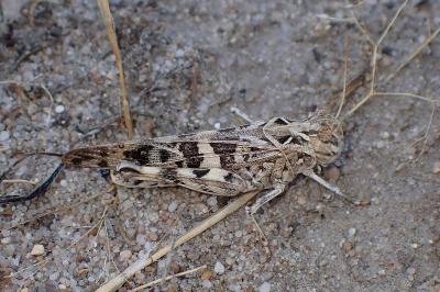 <i>Oedaleus decorus</i>