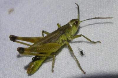 <i>Pseudochorthippus parallelus</i>