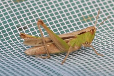 <i>Chorthippus</i>