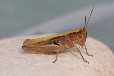 <i>Chorthippus</i>
