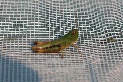 <i>Pseudochorthippus parallelus</i>