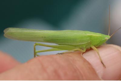 <i>Ruspolia nitidula</i>
