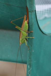 <i>Conocephalus fuscus</i>