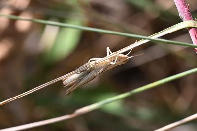 <i>Chorthippus albomarginatus</i>