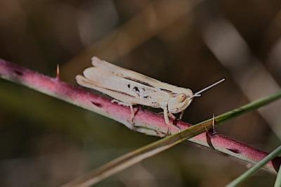 <i>Chorthippus albomarginatus</i>