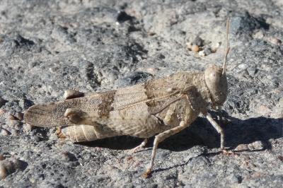 <i>Oedipoda caerulescens</i>