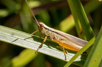 <i>Mecostethus parapleurus</i>